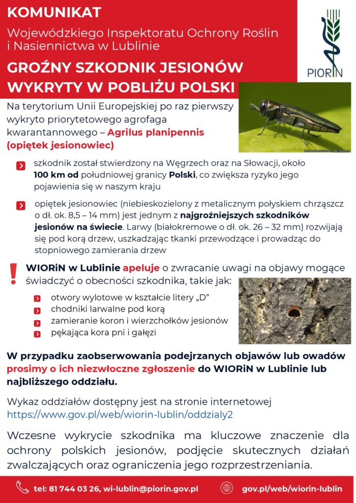 Miniaturka wpisu Groźny szkodnik jesionów wykryty w pobliżu Polski
